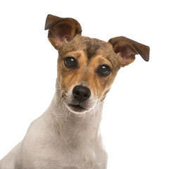 Close up of a Jack Russel isolated on white
