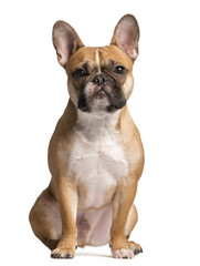 French Bulldog looking at the camera, isolated on white