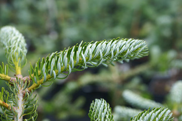 Abies koreana Silberlocke