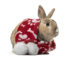 Rabbit sitting and wearing a winter scarf, isolated on white