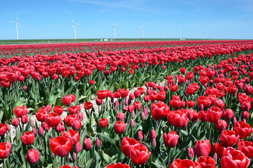 Fantastic landscape with windmills and tulip field in Netherland