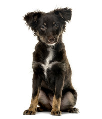 Cross breed puppy looking at the camera, isolated on white