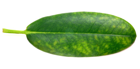 Chlorosis on leaf