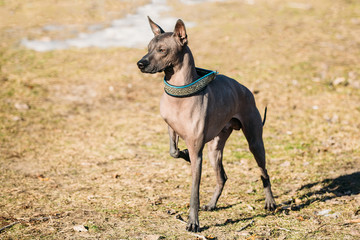 Mexican Hairless Dog  Xoloitzcuintli or Xolo
