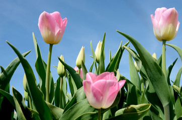 Beautiful landscape with pink tulips against the sky (natural ba