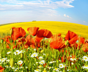 Fabulous landscape of poppies and daisies on a background of rap