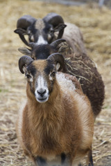 Fototapeta premium goat in the farm