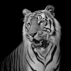 Nahaufnahme Gesicht Tiger isoliert auf schwarzem Hintergrund