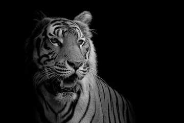 Foto op Plexiglas close-up gezicht tijger geïsoleerd op zwarte achtergrond © art9858