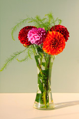 Fototapeta premium Dahlias in the Vase on the light Background