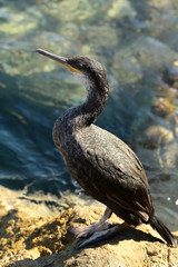 Wild bird standing on stone