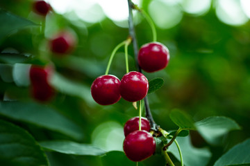 Red cherries on branch