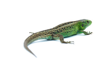 lizard isolated on white background