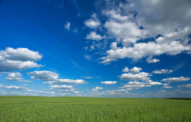 Obraz premium Sky and field.