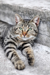 Tabby Cat lying on stairs