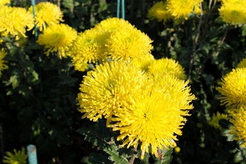 Yellow chrysanthemums 