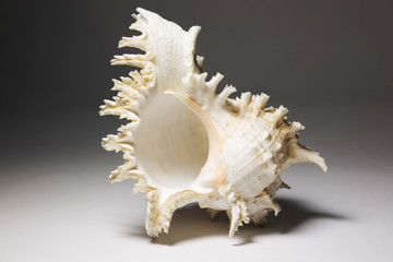 Морская раковина на сером фоне
