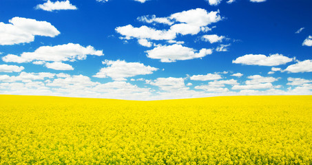 Obraz premium Summer Landscape with Wheat Field and Clouds