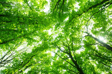 Obrazy na Szkle  piękny zielony las