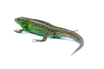 Lizard on white background