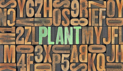 Plant / caracteres d'imprimerie en bois