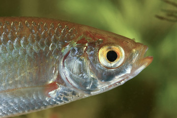 Portrait of Common rudd fish