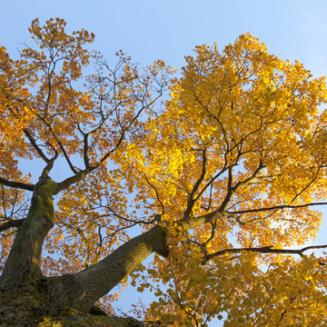 vibrant autumn colors of oak tree fall leaves against blue sky l