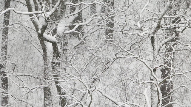 Snowy winter. Snowfall. Tree branches are under snow. Snowflakes are are falling and flying by.