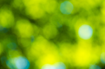 Obraz premium Sunny abstract green nature background, selective focus