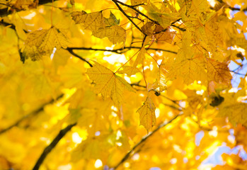 leaves in autumn forest