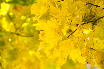 leaves in autumn forest