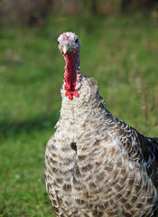Portrait of grey turkey on natural green background