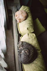 Two cats sleeping on the top of a couch