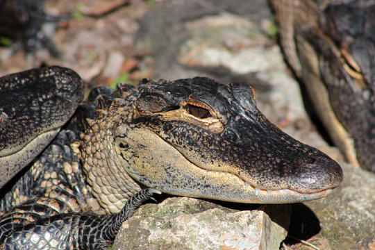 Alligator, Krokodil