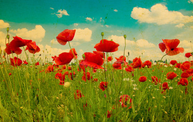 Obraz premium meadow with wild poppies
