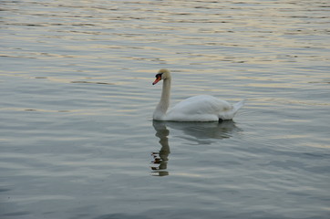 Obraz premium Schwan auf Starnberger See