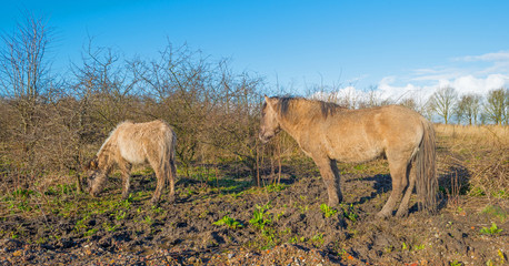 Horses in a field in winter