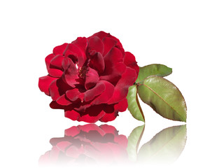 Rose Flower. Isolated 