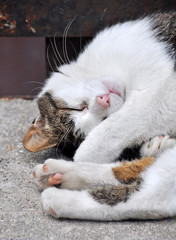 nice Cat lying on stairs