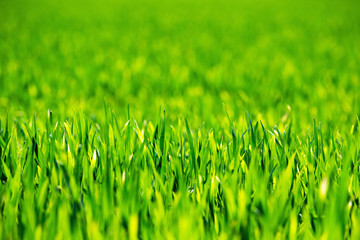 Grass background