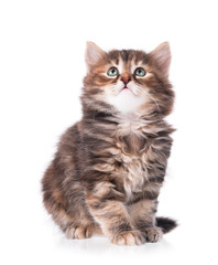 Cute siberian kitten