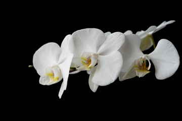 Naklejka na ściany i meble The branch of white orchid on black background