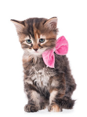 Cute siberian kitten