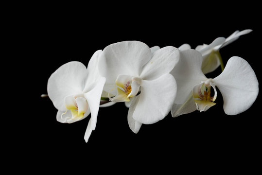 Fototapeta The branch of white orchid on black background