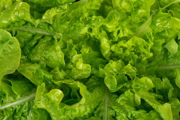 Fresh green lettuce