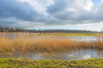 Shore of a lake in sunlight in winter
