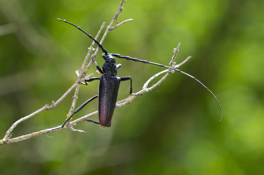 escarabajo Cerambix cerdo