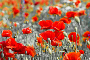 Field of bright red corn poppy flowers in summer