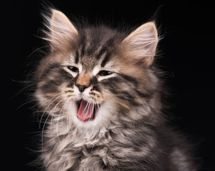 Yawning siberian kitten