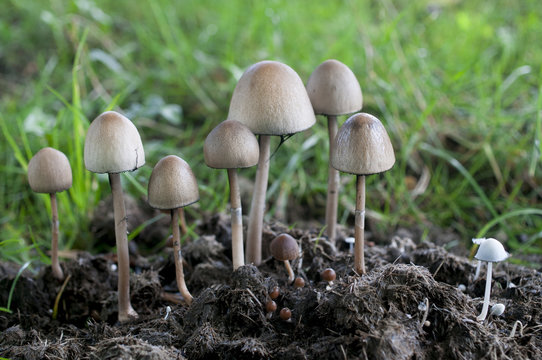 Grupo de hongos alucinógenos Panaeolus semiovatus